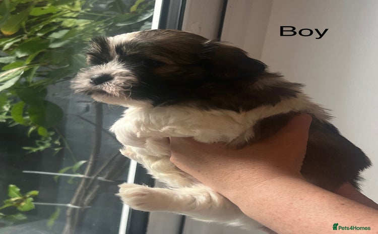 Mixed Breed dogs - Advert 1