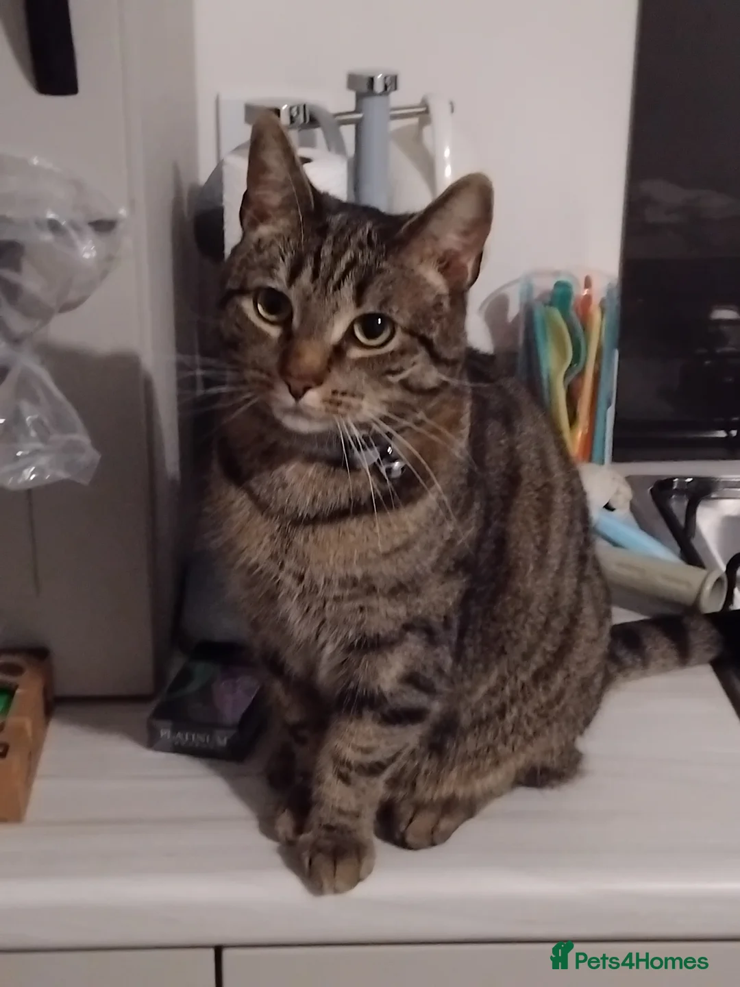 Bengal cats for sale: 1 bengal cat 1 domestic cat - Advert 4