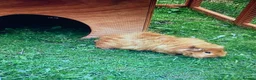 Guinea Pig rodents for sale: Male Brown Guinea pig  - Advert 2