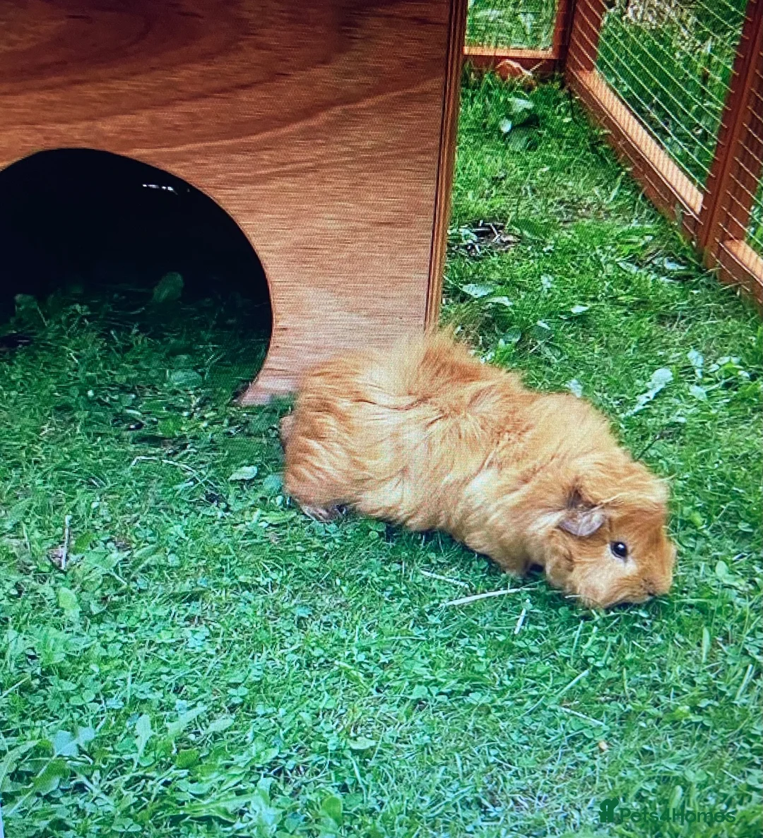 Guinea Pig rodents for sale: Male Brown Guinea pig  - Advert 2
