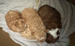 Toy Poodle dogs for stud: Stud duties only  - Image 4