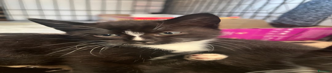 white and black female