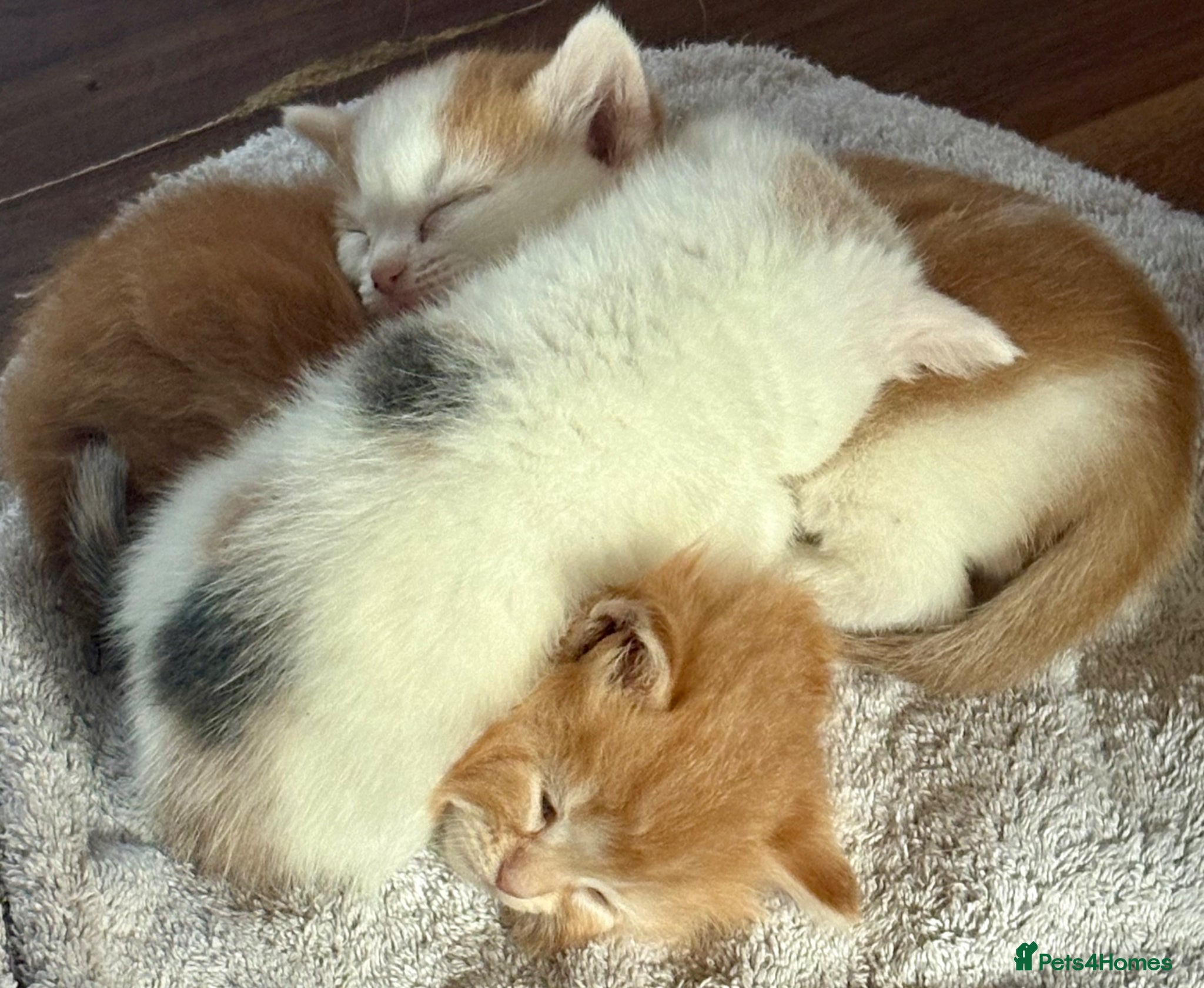Mixed Breed cats 3Beautiful Kittens ready for reservation. - Advert 15
