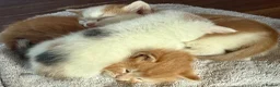Mixed Breed cats for sale: 3Beautiful Kittens ready for reservation. - Advert 1