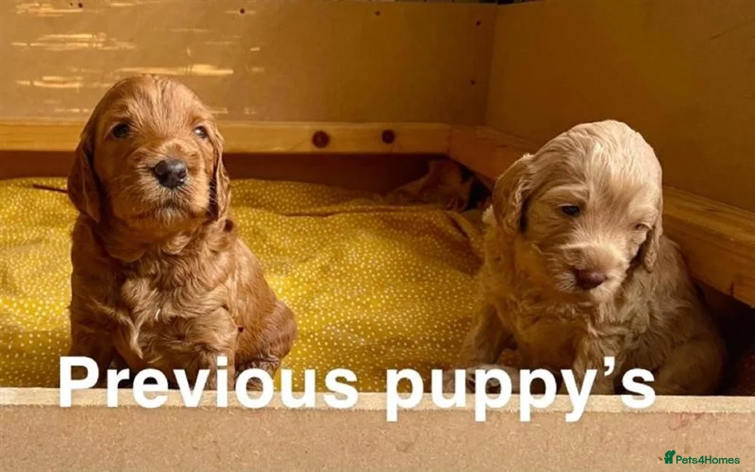 Double Doodle dogs for sale: Nell is expecting Double Doodles  - Advert 21