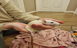Rat rodents for sale: 3 female rats - Image 9