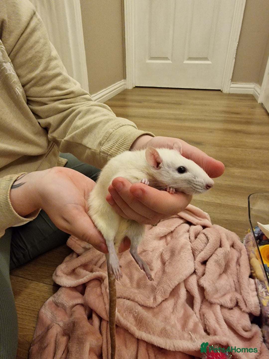 Rat rodents for sale: 3 female rats - Image 9