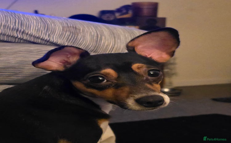 Jack Russell dogs  Active home or working environment needed - Advert 1