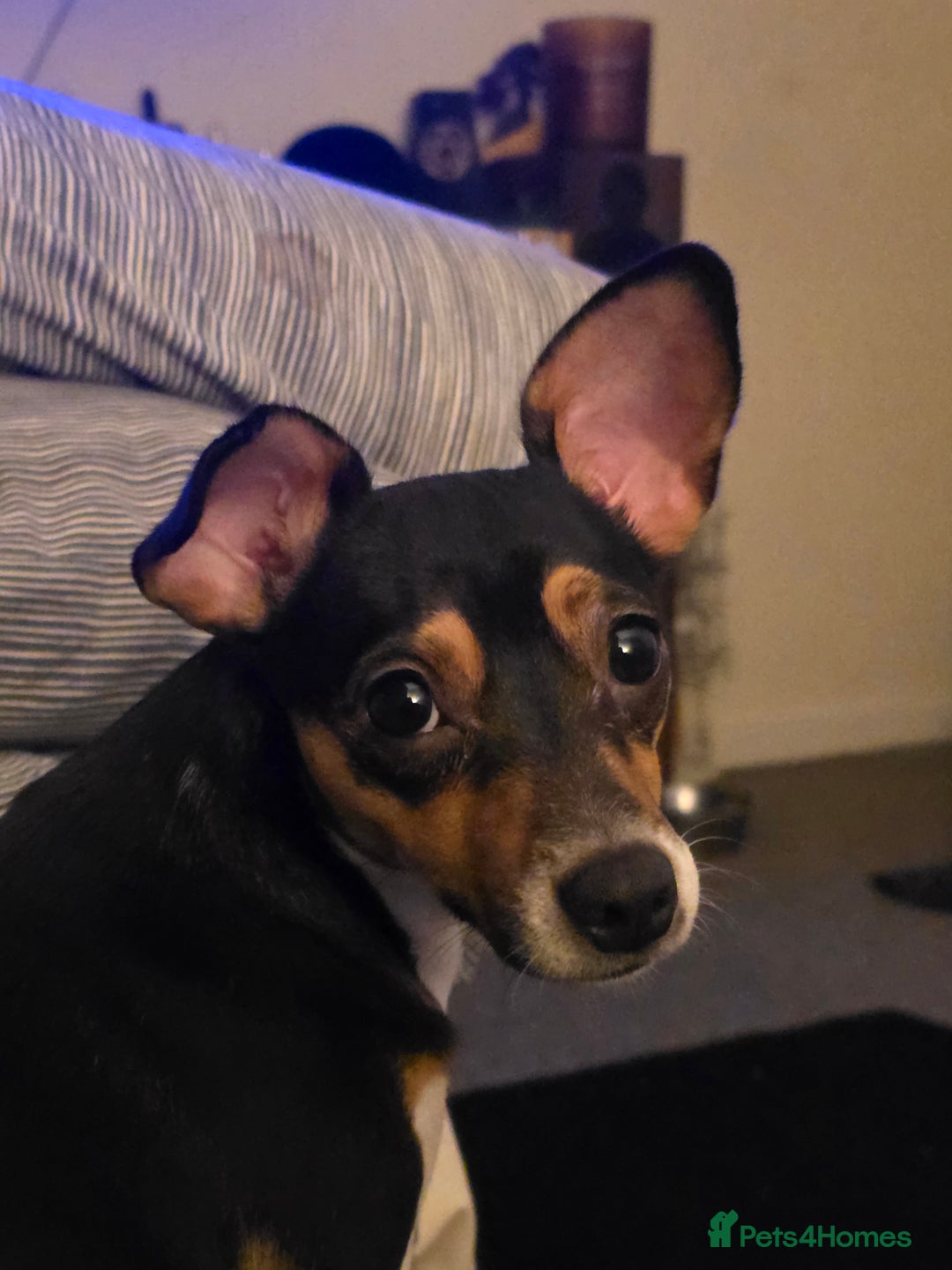 Jack Russell dogs for sale:  Active home or working environment needed - Advert 1