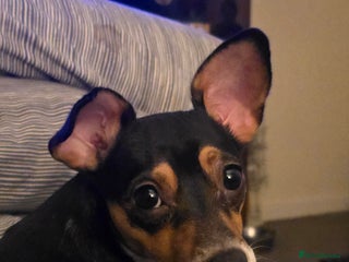 Jack Russell dogs Active home or working environment needed - Advert 1