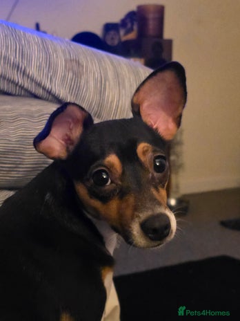 Jack Russell dogs Active home or working environment needed - Advert 1