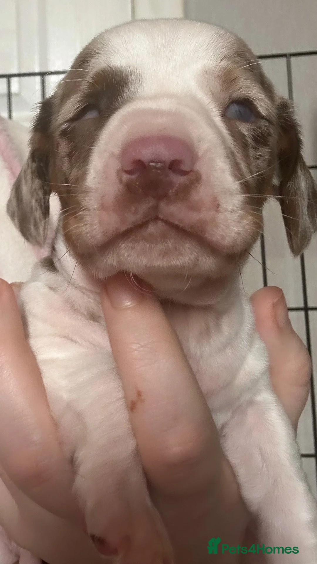 Miniature Dachshund dogs for sale: Miniature dachshund  - Advert 1