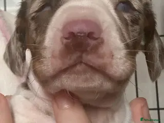 Miniature Dachshund dogs Miniature dachshund - Advert 3