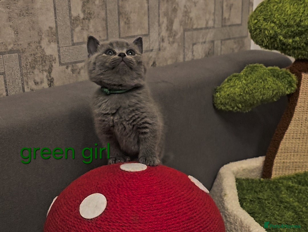 British Shorthair cats for sale: British Shorthair kitten's, GCCF pedigree - Advert 15