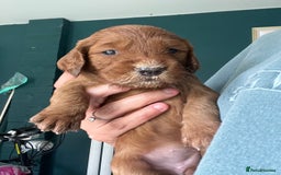 Mixed Breed dogs for sale: Beautiful Goldendoodle cross - Image 2