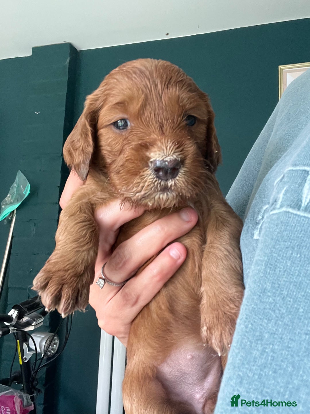 Mixed Breed dogs for sale: Beautiful Goldendoodle cross - Image 2