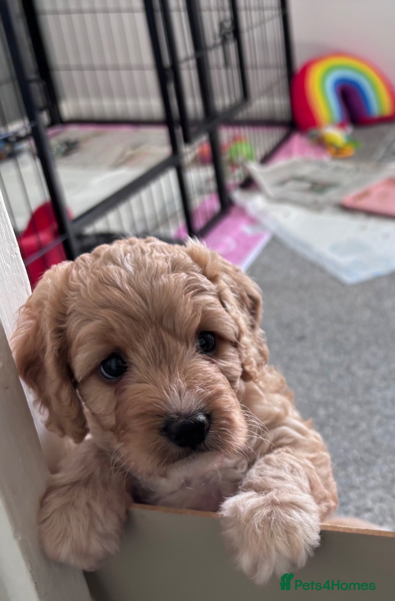 Cockapoo dogs Cockerpoo F1b puppies Ready in 11 days  - Advert 16