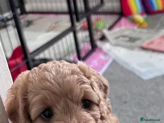 Cockapoo dogs Cockerpoo F1b puppies Ready in 11 days - Advert 16
