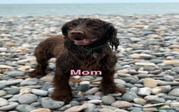 Mixed Breed dogs for sale: Merle sprocker x lurcher puppies  - Image 13