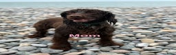 Mixed Breed dogs for sale: Merle spaniel x lurcher puppies  - Advert 14