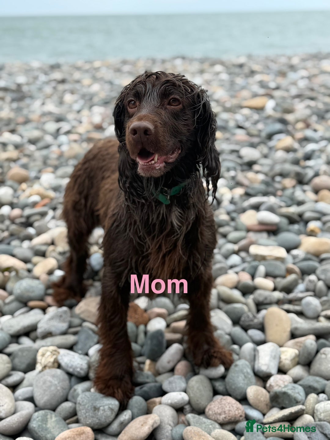 Mixed Breed dogs for sale: Merle sprocker x lurcher puppies  - Image 13