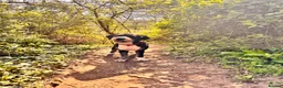 Bernedoodle dogs for sale: 2 yr old Bernedoodle- Male  - Advert 19