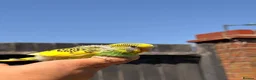 Budgerigars birds for sale: Beautiful Hand-Reared Baby Budgies — - Advert 3