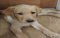 Labrador Retriever dogs for sale: 2 MALE, 1 FEMALE , KC REG, HEALTH TESTED PARENTS  - Image 1