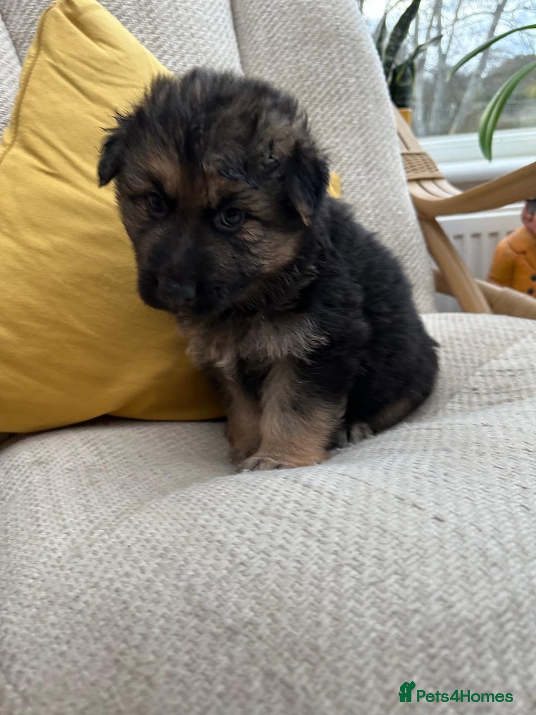 German Shepherd dogs for sale: GSD puppies - Advert 1