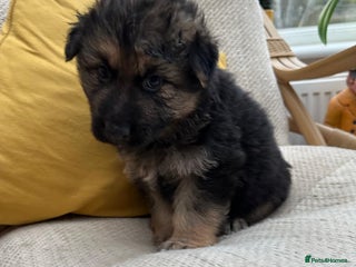 German Shepherd dogs GSD puppies - Advert 1