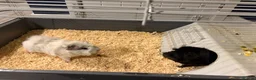 Guinea Pig rodents for sale: white and black guinea pig for sale  - Advert 5