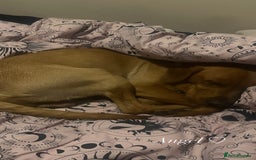Labrador Retriever dogs for stud: Labrador Retriever for stud - Image 4
