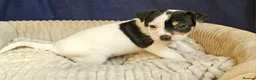 Jack Russell dogs for sale: Beautiful Jack Russell puppies - Advert 11