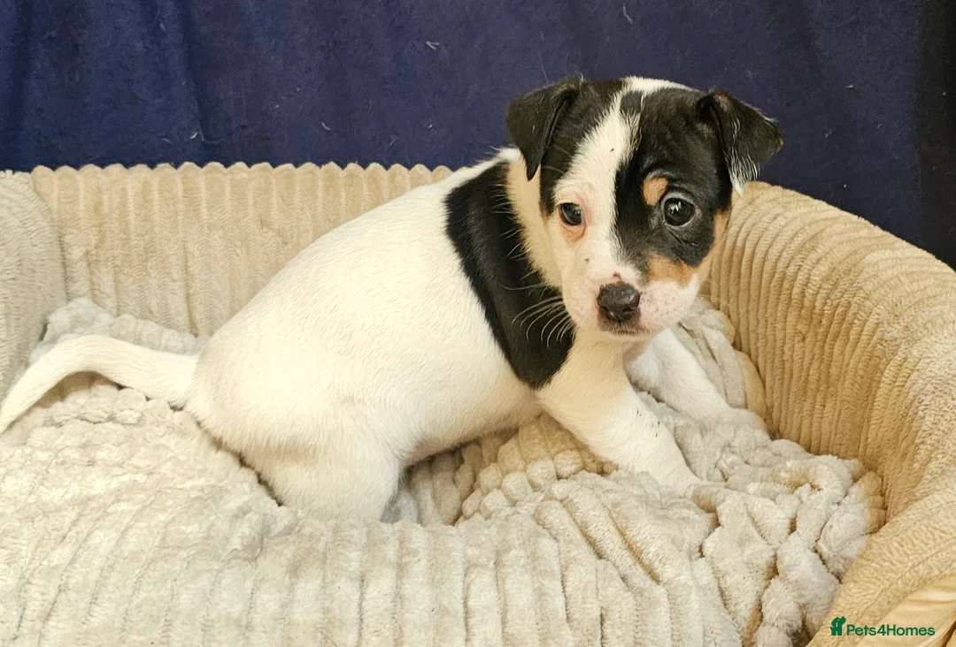 Jack Russell dogs for sale: Beautiful Jack Russell puppies - Advert 11