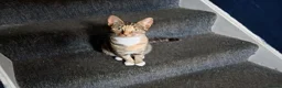 Mixed Breed cats for sale: Male kitten - Advert 4