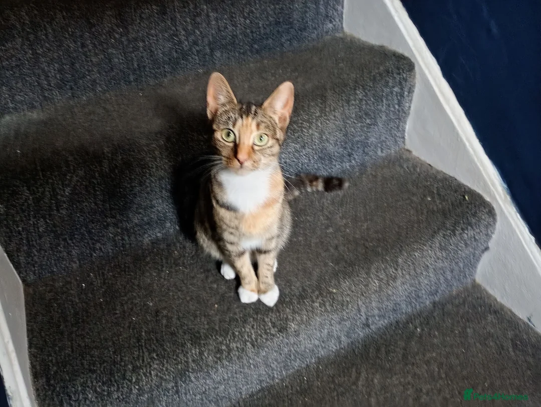 Mixed Breed cats for sale: Male kitten - Advert 4