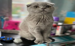 Scottish Fold cats for sale: Gorgeous Scottish fold Kitten  - Image 9