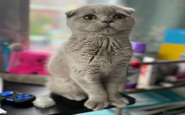 Scottish Fold cats - Advert 6