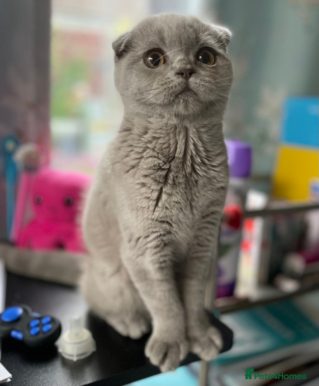 Scottish Fold cats for sale: Gorgeous Scottish fold Kitten  - Image 9