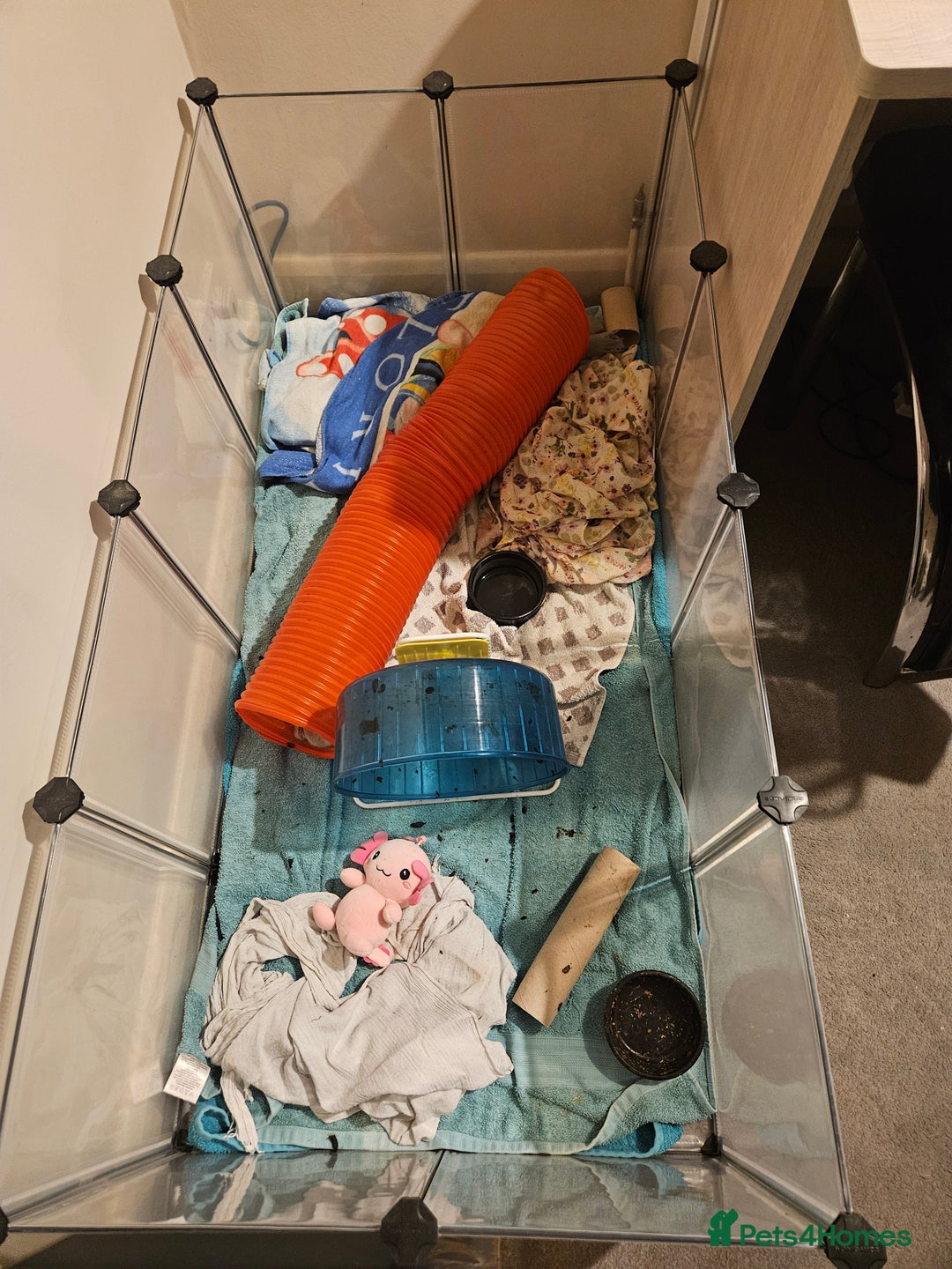 Pygmy Hedgehog rodents for sale: Hedgehog with cage and wheel - Image 2