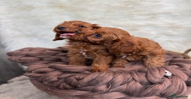 Cavapoo dogs - Advert 6
