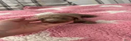 Dachshund dogs for sale: 3 long haired sausage dogs females available  - Advert 4