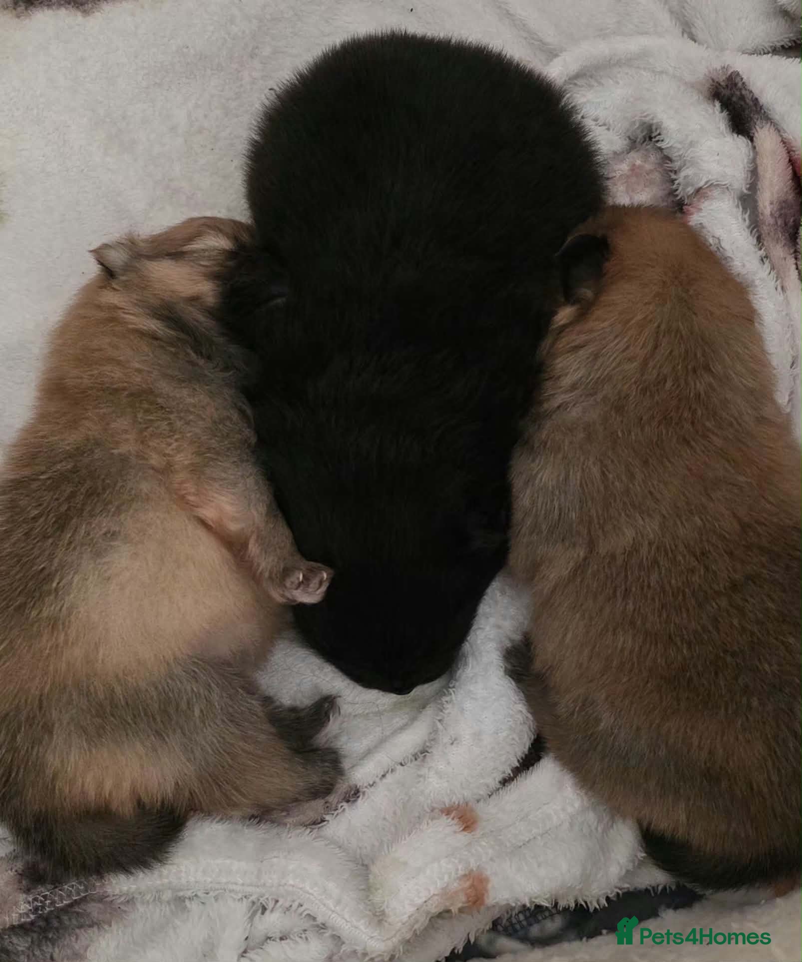 Pomeranian dogs 1 boy 1 girl - Advert 1