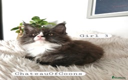 Maine Coon cats for sale: Stunning Black Smoke Registred Maine Coon Kittens - Image 22