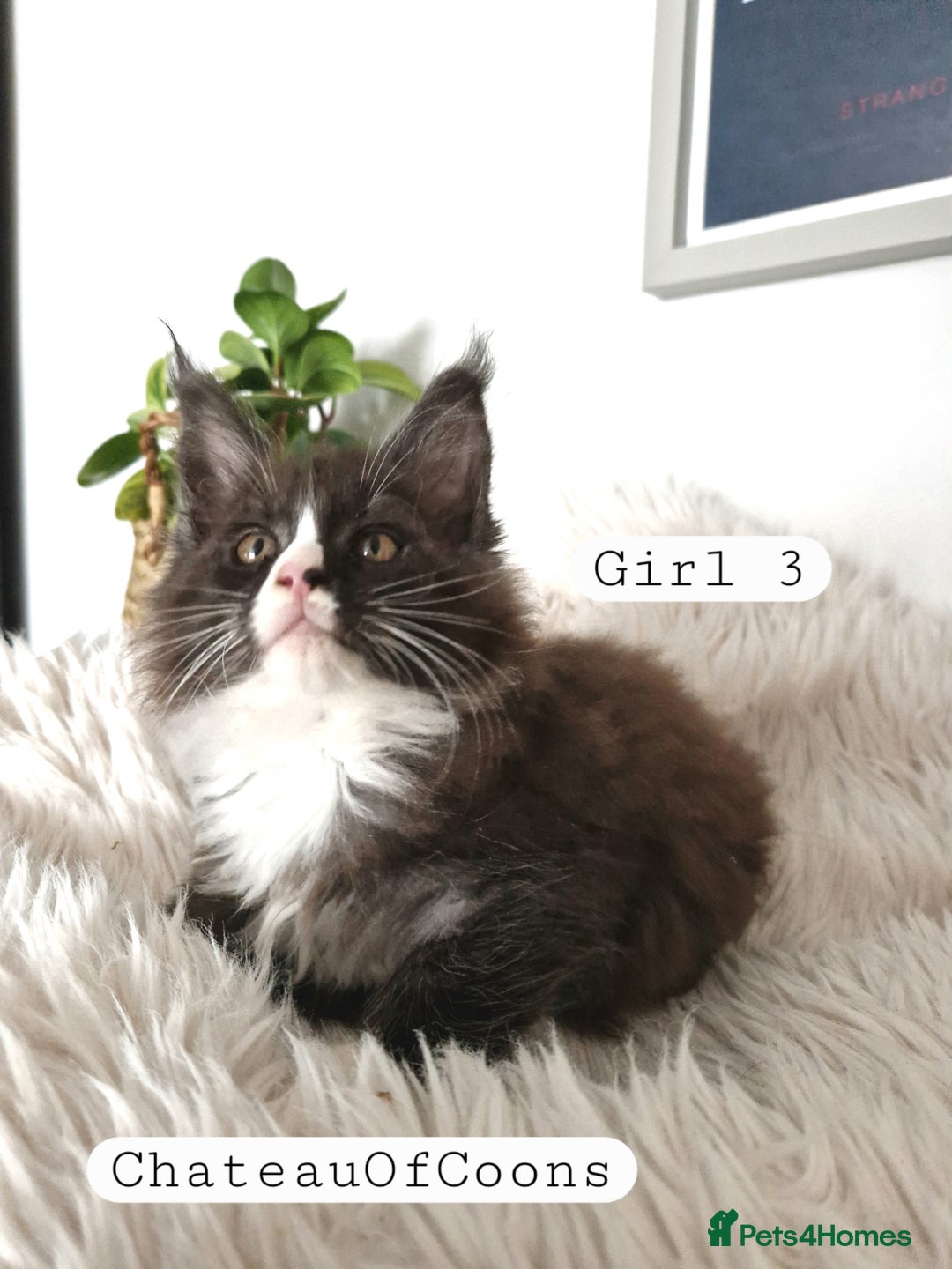 Maine Coon cats for sale: Stunning Black Smoke Registred Maine Coon Kittens - Image 22