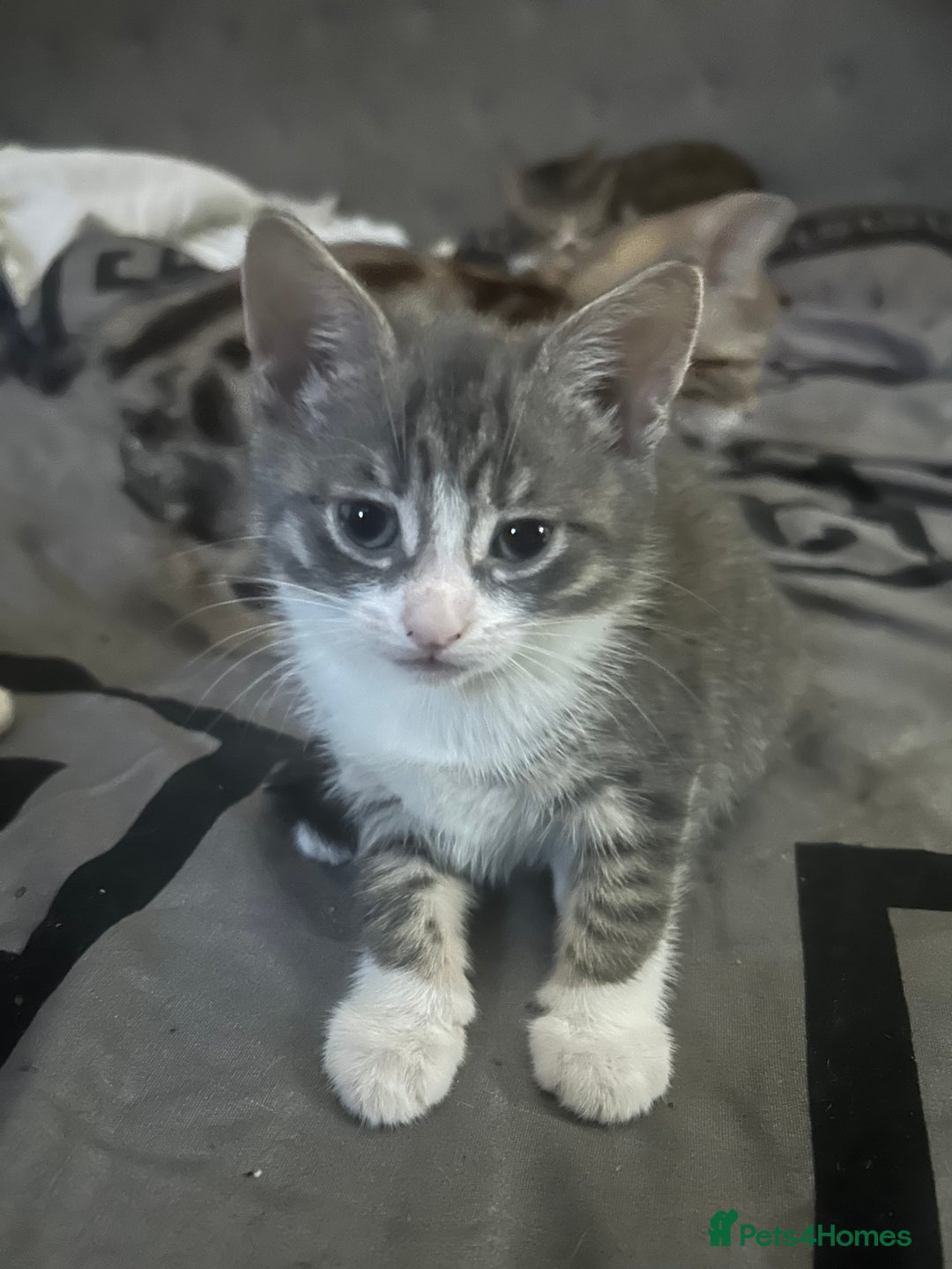 Bengal cats for sale: Loving Home Wanted. Bengal X kittens for sale  - Advert 2