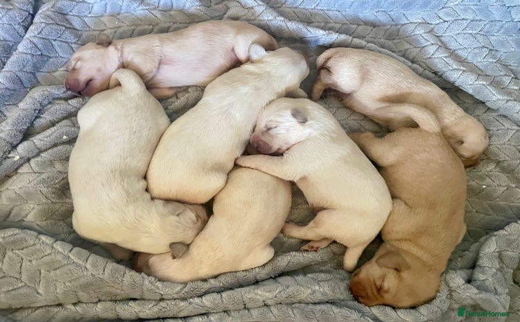 Labrador Retriever dogs - Advert 10