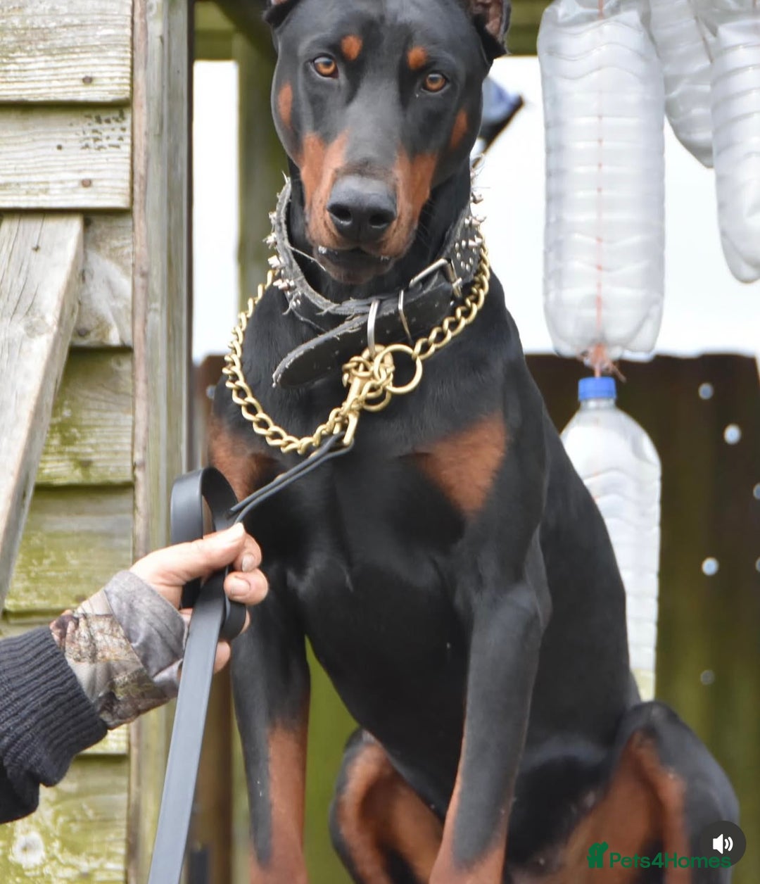 Mixed Breed dogs for sale: 75% working dobermanns Reduced price on final 2!!! - Advert 9
