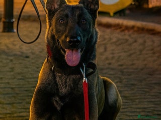 Belgian Shepherd Dog dogs Beautiful Belgian Malinois - Advert 8