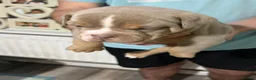 Olde English Bulldogge dogs for sale: Olde English bulldogw in London - Advert 8